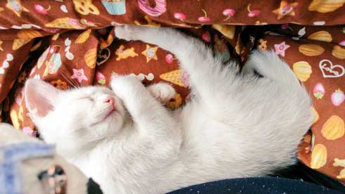 子猫 かわいい 我慢出来ん 見てくれ 俺の猫 白猫 2匹