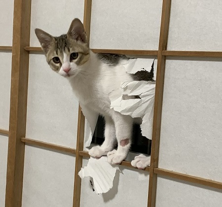 ペット手帳 ベストショット