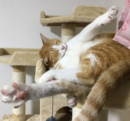 ペット手帳 ベストショット