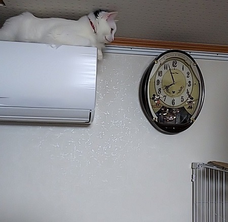 ペット手帳 ベストショット