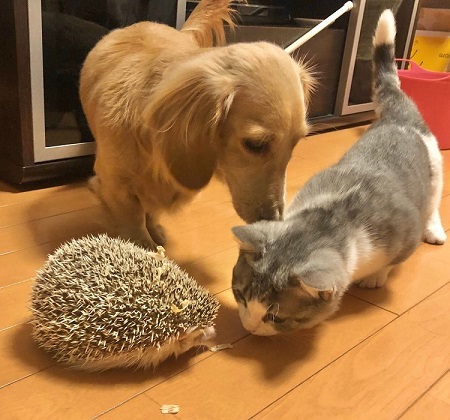 ペット手帳 ベストショット