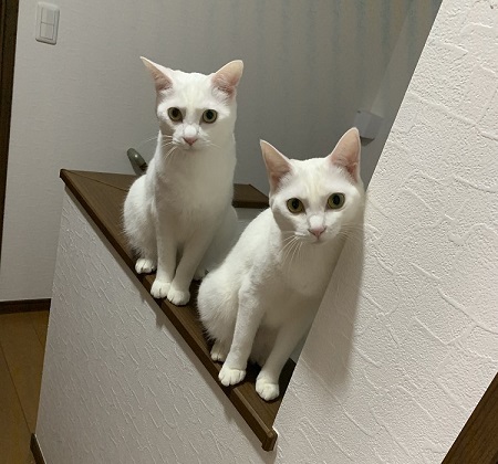 ペット手帳 ベストショット