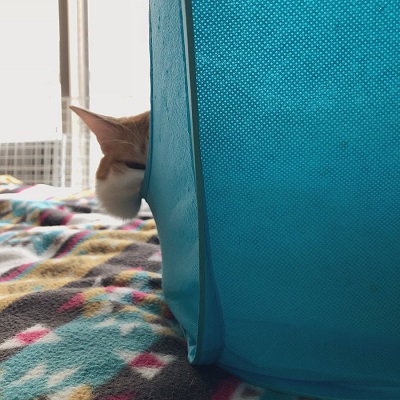 ほっぺ