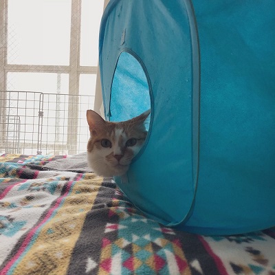 ほっぺ