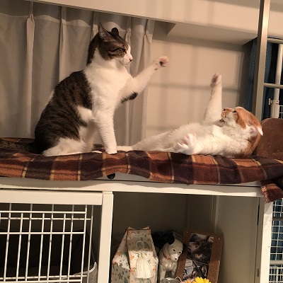 ほっぺ