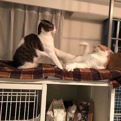 ほっぺ