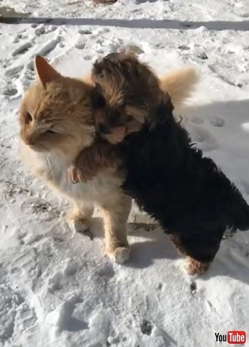 Enjoys Company of Playful