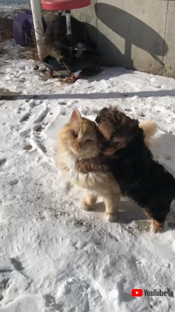 Enjoys Company of Playful