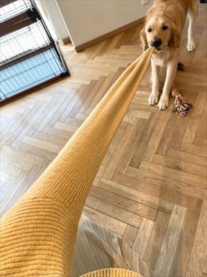 遊びたいワンコ