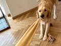 ワンコ「あーそーぼー！」　飼い主と遊びたい気持ちがグーンと伝わる　袖を引っ張るワンコがかわいい