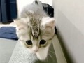 初めてソファーに登れた子猫の行動に胸キュン！　「そろり……そろり コツン！」がかわいすぎる