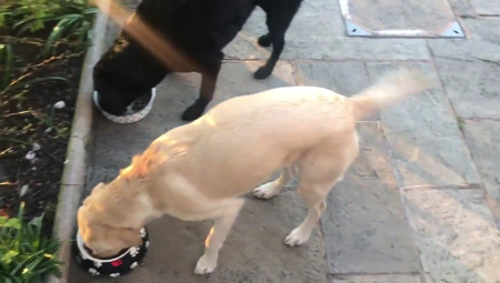 わんこのご飯タイムを実況中継