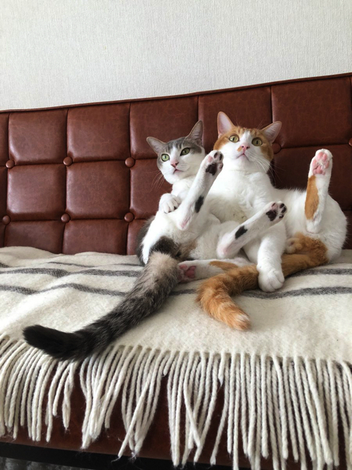 シンクロポーズする双子猫