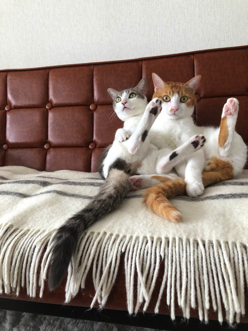 シンクロポーズする双子猫