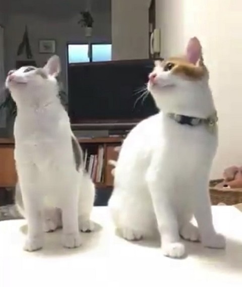 シンクロポーズする双子猫