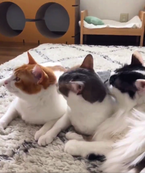 シンクロポーズする双子猫