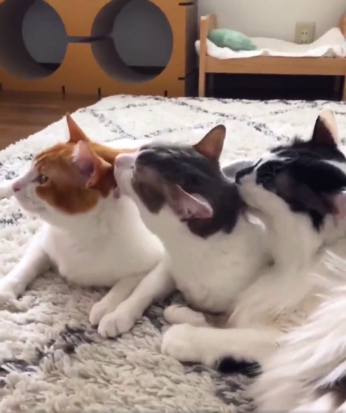 シンクロポーズする双子猫