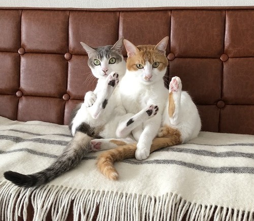シンクロポーズする双子猫