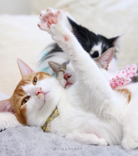 シンクロポーズする双子猫