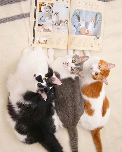 シンクロポーズする双子猫