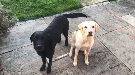 わんこのご飯タイムを実況中継