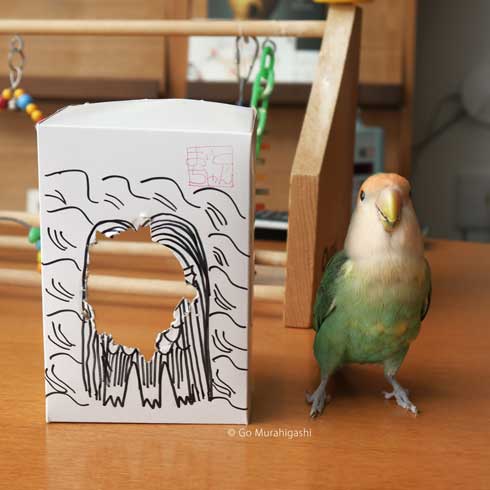 アマビエ インコ おとちゃん  かわいい 写真 村東剛