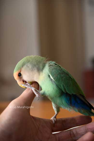 アマビエ インコ おとちゃん  かわいい 写真 村東剛