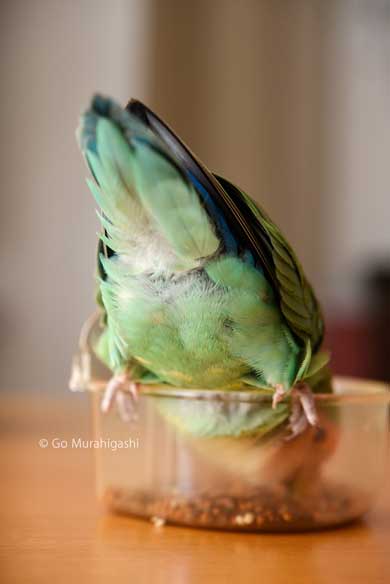 アマビエ インコ おとちゃん  かわいい 写真 村東剛
