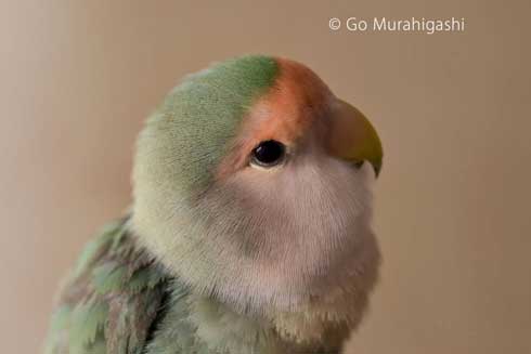 アマビエ インコ おとちゃん  かわいい 写真 村東剛