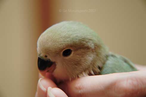 アマビエ インコ おとちゃん  かわいい 写真 村東剛