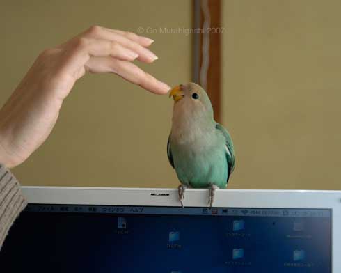 アマビエ インコ おとちゃん  かわいい 写真 村東剛