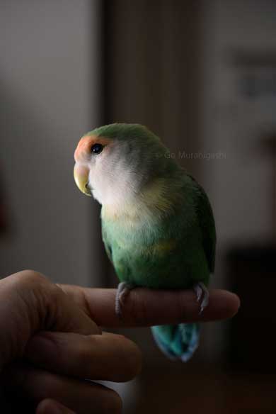 アマビエ インコ おとちゃん  かわいい 写真 村東剛