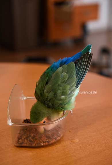 アマビエ インコ おとちゃん  かわいい 写真 村東剛