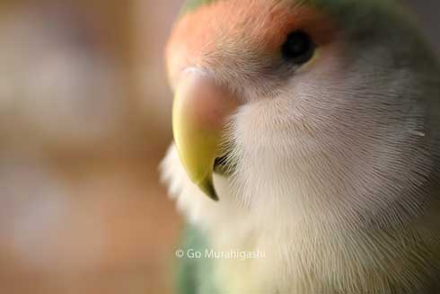 アマビエ インコ おとちゃん  かわいい 写真 村東剛