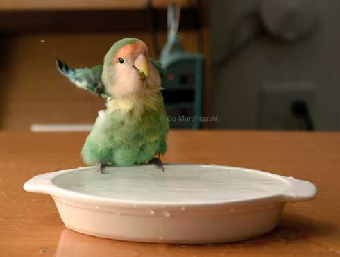 アマビエ インコ おとちゃん  かわいい 写真 村東剛