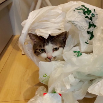 ガサゴソネコちゃん