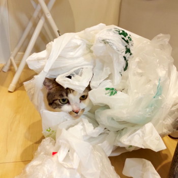 ガサゴソネコちゃん