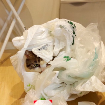 ガサゴソネコちゃん