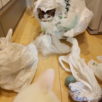 ガサゴソネコちゃん