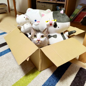 ぬいぐるみに埋まるめいちゃん