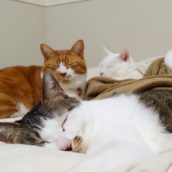 3匹でお昼寝