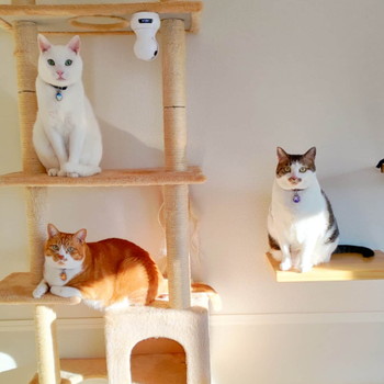 3匹のネコちゃん