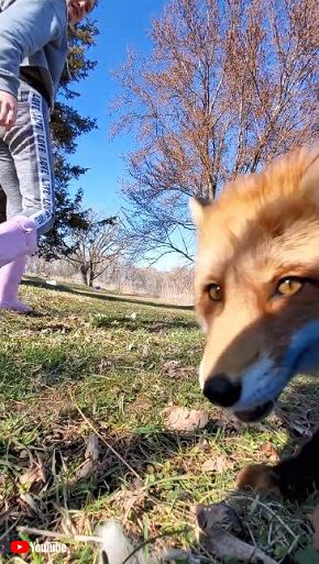 撮影中のスマホをペットが盗んでダッシュ　キツネ目線の疾走感がすごい