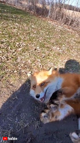 撮影中のスマホをペットが盗んでダッシュ　キツネ目線の疾走感がすごい