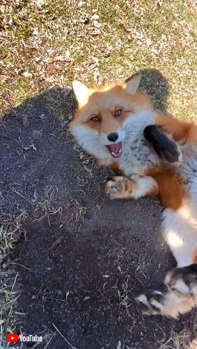 撮影中のスマホをペットが盗んでダッシュ　キツネ目線の疾走感がすごい