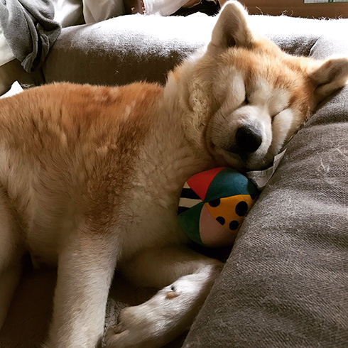 柴犬秋田犬はちモナじんくん