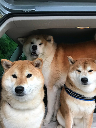 柴犬秋田犬はちモナじんくん