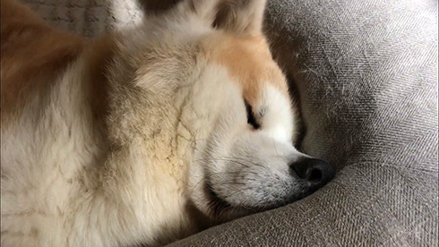 柴犬秋田犬はちモナじんくん