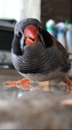 エサを食べるピヨ彦さん