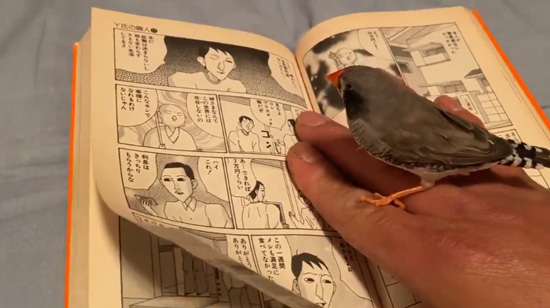 漫画を読む？ピヨ彦さん